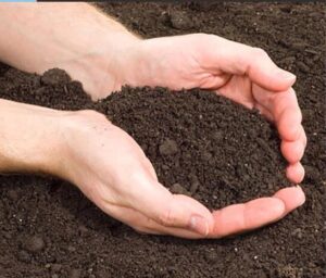topsoil from Norfolk 